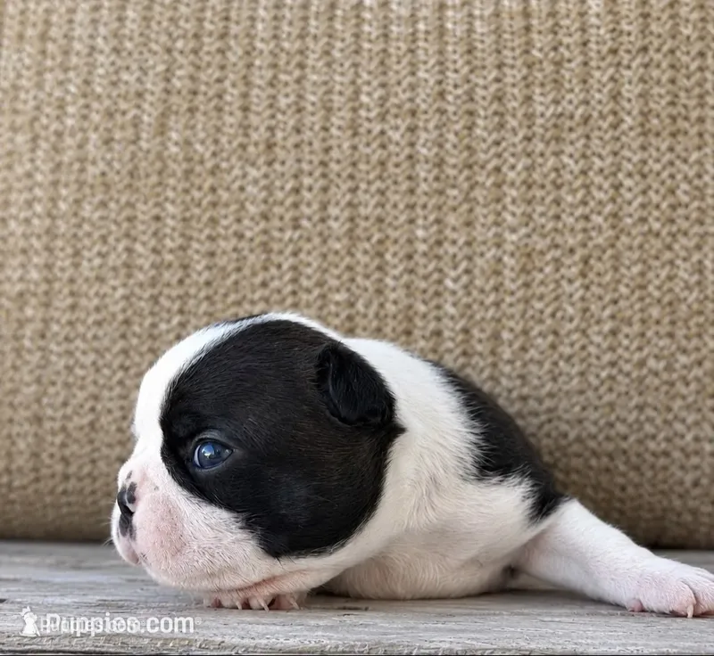 Buddy – Boston Terrier puppy for sale in Columbus, IN