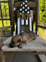 Tang (white collar), a female German Shepherd Dog for sale in Columbus, IN – 5 of 10