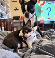 Jenni, a female Frenchton for sale in Columbus, IN – 5 of 10