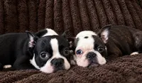 Jenni, a female Frenchton for sale in Columbus, IN – 7 of 10