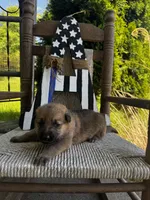 Tang (white collar), a female German Shepherd Dog for sale in Columbus, IN – 8 of 10