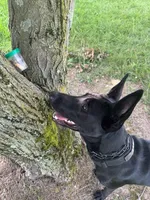 Voodoo, a female Belgian Malinois for sale in Columbus, IN – 4 of 9