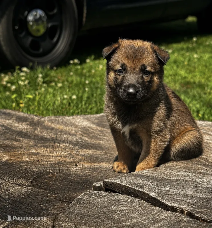 Charlie  – Belgian Malinois, Dutch Shepherd puppy for sale in Columbus, IN