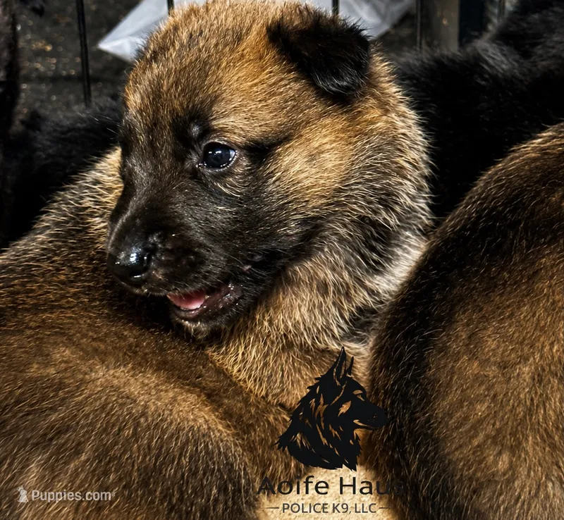 Top Gun – Belgian Malinois, Dutch Shepherd puppy for sale in Columbus, IN