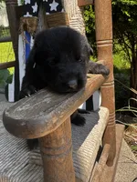 Minnow (teal collar), a female German Shepherd Dog for sale in Columbus, IN – 3 of 9