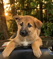 Guppy, a female German Shepherd Dog for sale in Columbus, IN – 3 of 4