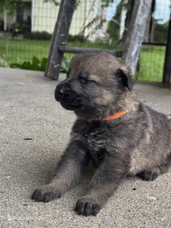 Bass (orange collar)  – German Shepherd Dog puppy for sale in Columbus, IN