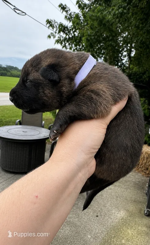 Halo  – Belgian Malinois, Dutch Shepherd puppy for sale in Columbus, IN