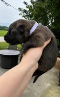 Halo , a female Belgian Malinois and Dutch Shepherd for sale in Columbus, IN – 1 of 1