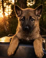 Finn , a male German Shepherd Dog for sale in Columbus, IN – 4 of 4