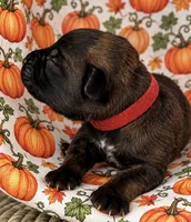 Omen , a male Belgian Malinois for sale in Columbus, IN – 2 of 9