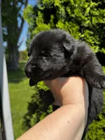 Minnow (teal collar), a female German Shepherd Dog for sale in Columbus, IN – 8 of 9