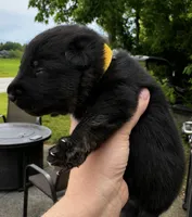 Maverick , a male Belgian Malinois and Dutch Shepherd for sale in Columbus, IN – 1 of 2