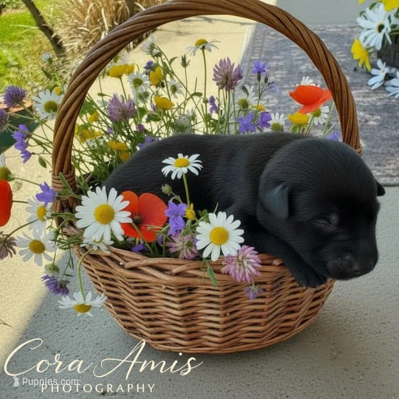 Minnow  – German Shepherd Dog puppy for sale in Columbus, IN