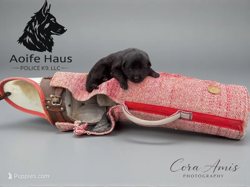 Minnow  – German Shepherd Dog puppy for sale in Columbus, IN