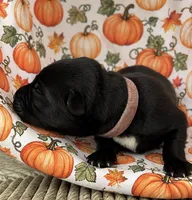 Voodoo, a female Belgian Malinois for sale in Columbus, IN – 2 of 9