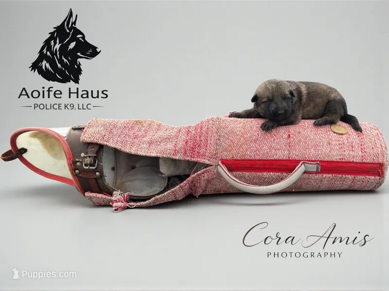Bass – German Shepherd Dog puppy for sale in Columbus, IN