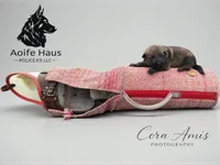Bass, a male German Shepherd Dog for sale in Columbus, IN – 1 of 1