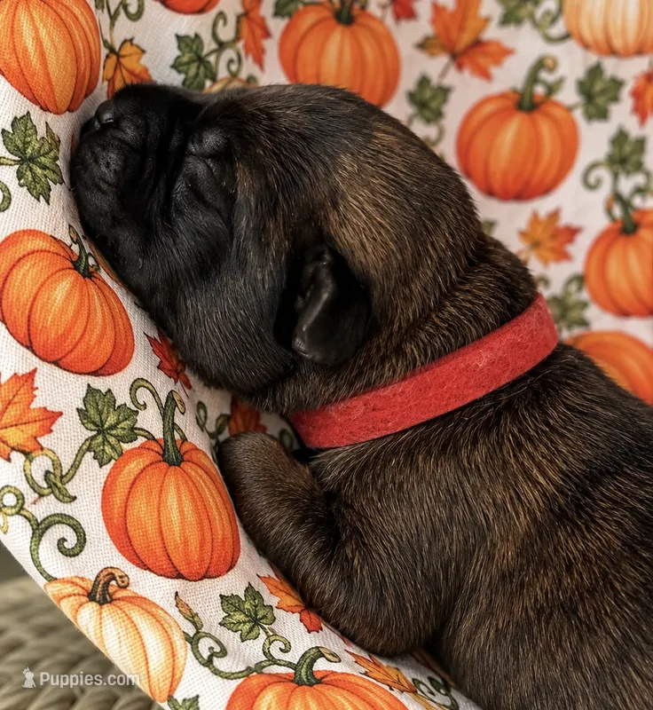 Omen  – Belgian Malinois puppy for sale in Columbus, IN