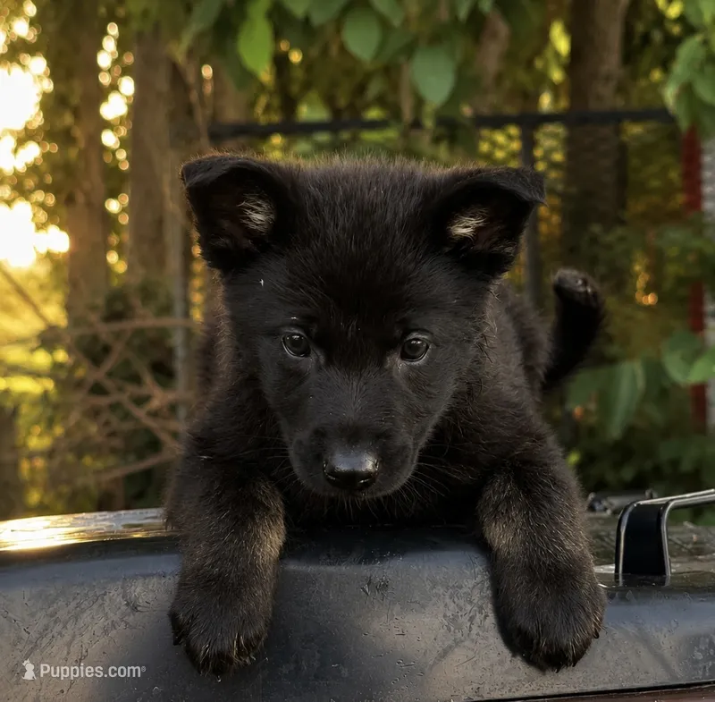 Minnow (teal collar) – German Shepherd Dog puppy for sale in Columbus, IN