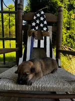 Tang (white collar), a female German Shepherd Dog for sale in Columbus, IN – 4 of 10