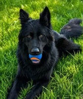 Vika X Decimus , a  German Shepherd Dog for sale in Columbus, IN – 3 of 4