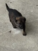 Tang (purple collar), a female German Shepherd Dog for sale in Columbus, IN – 7 of 9