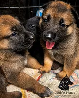Top Gun, a female Belgian Malinois and Dutch Shepherd for sale in Columbus, IN – 3 of 9