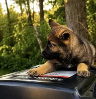 Tetra , a female German Shepherd Dog for sale in Columbus, IN – 1 of 5