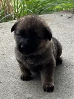 Tang (purple collar), a female German Shepherd Dog for sale in Columbus, IN – 1 of 9