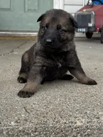 Tang (purple collar), a female German Shepherd Dog for sale in Columbus, IN – 8 of 9