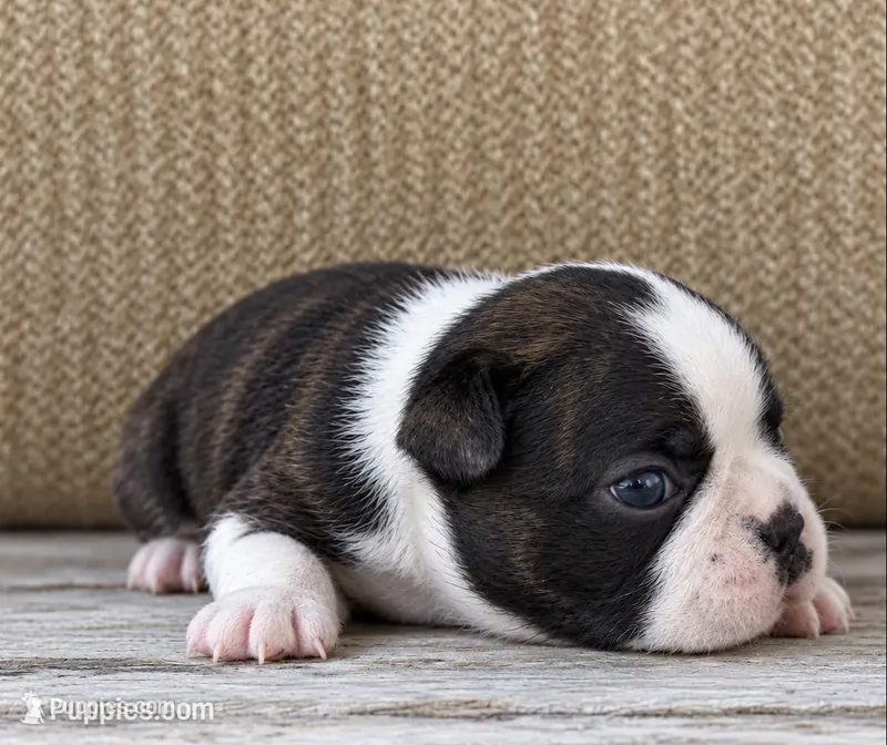 Sparks  – Boston Terrier puppy for sale in Columbus, IN