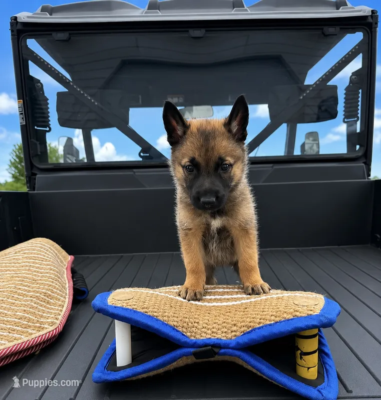 Charlie  – Belgian Malinois, Dutch Shepherd puppy for sale in Columbus, IN