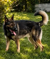 Syn V. Aoife Haus, a male German Shepherd Dog for sale in Columbus, IN – 2 of 3