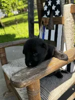 Minnow (teal collar), a female German Shepherd Dog for sale in Columbus, IN – 9 of 9