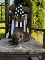 Tang (white collar), a female German Shepherd Dog for sale in Columbus, IN – 7 of 10