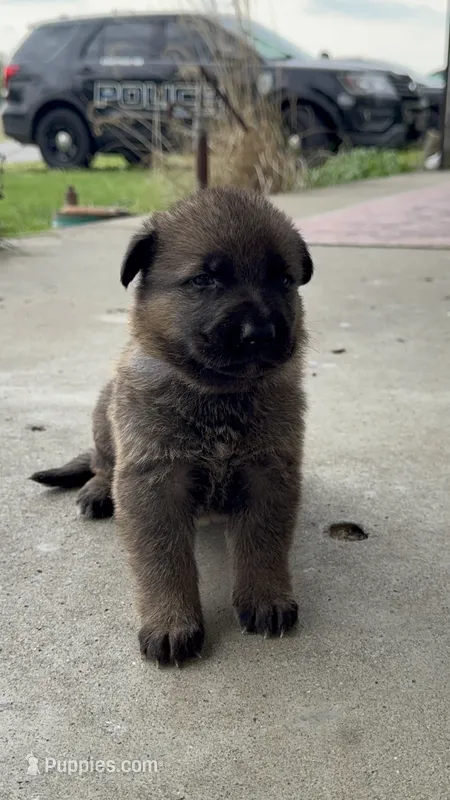 Finn  – German Shepherd Dog puppy for sale in Columbus, IN