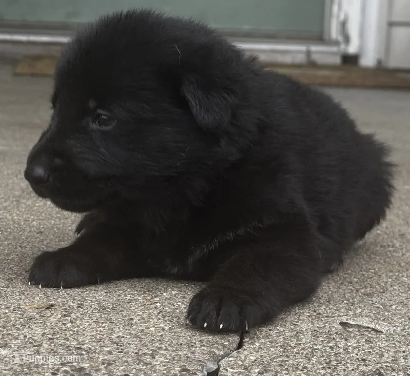 Minnow (teal collar) – German Shepherd Dog puppy for sale in Columbus, IN