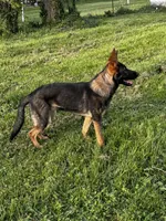 Aspen V. Aoife Haus , a female German Shepherd Dog for sale in Columbus, IN – Photo 9 of 9