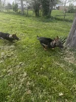 Aspen V. Aoife Haus , a female German Shepherd Dog for sale in Columbus, IN – Photo 8 of 9