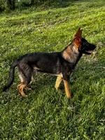 Aspen V. Aoife Haus , a female German Shepherd Dog for sale in Columbus, IN – Photo 7 of 9