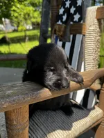 Minnow (teal collar), a female German Shepherd Dog for sale in Columbus, IN – 7 of 9