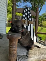 Bass (orange collar) , a male German Shepherd Dog for sale in Columbus, IN – 2 of 6