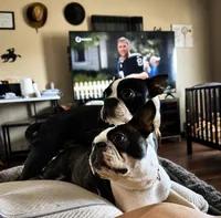 Sparks , a male Frenchton for sale in Columbus, IN – 8 of 9
