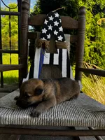 Tang (white collar), a female German Shepherd Dog for sale in Columbus, IN – 6 of 10