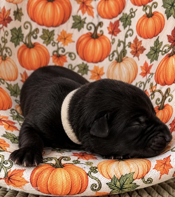 Hex  – Belgian Malinois puppy for sale in Columbus, IN