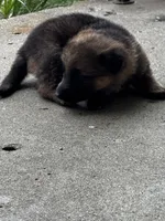 Tang (purple collar), a female German Shepherd Dog for sale in Columbus, IN – 6 of 9