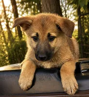 Guppy, a female German Shepherd Dog for sale in Columbus, IN – 1 of 4