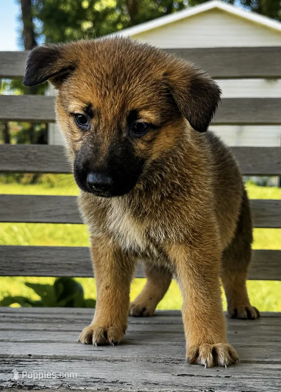 Guppy – German Shepherd Dog puppy for sale in Columbus, IN