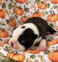 Sparks , a male Boston Terrier for sale in Columbus, IN – 3 of 10